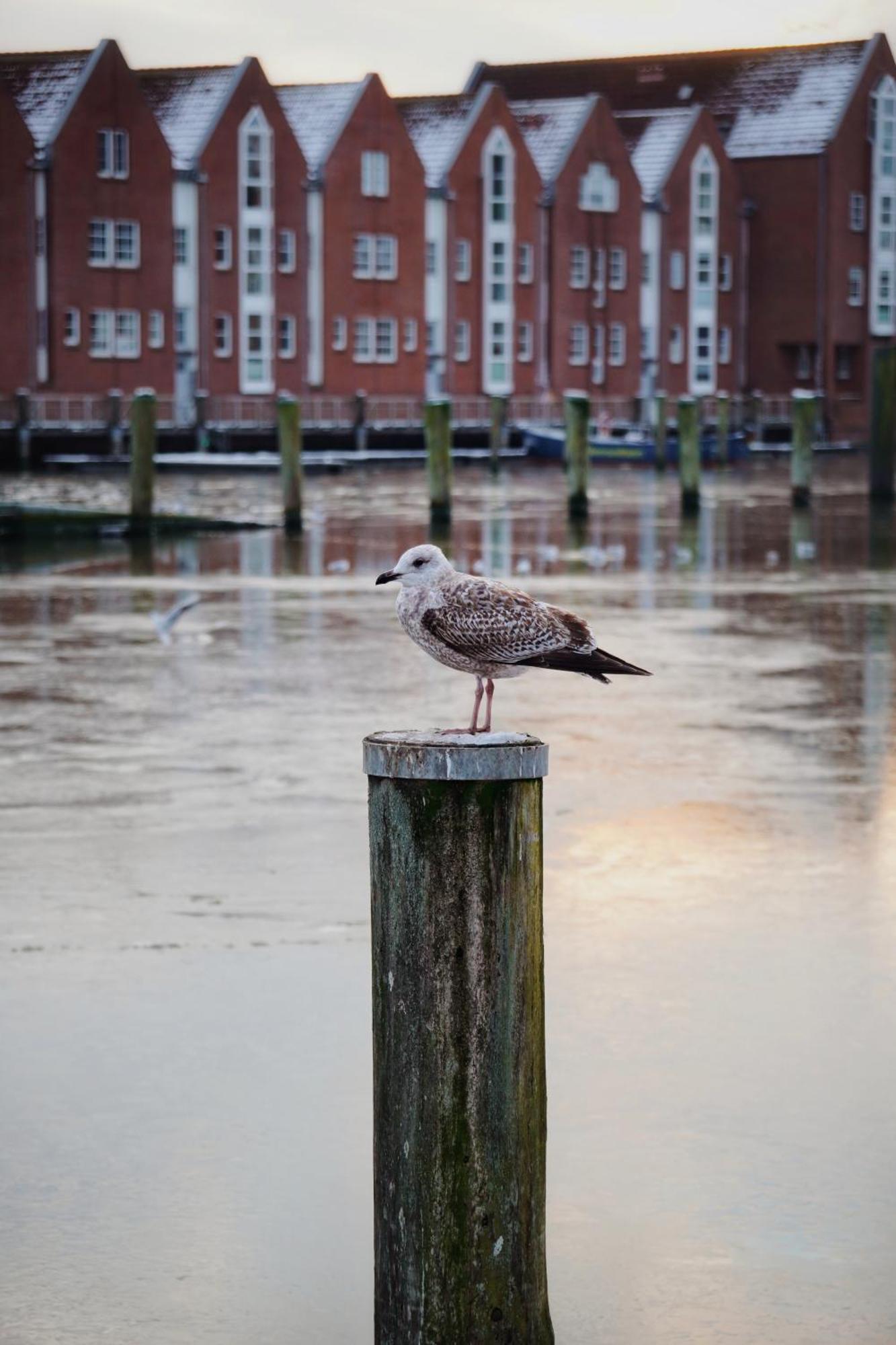 Ferienhus #1 Nordfriesland Daire Mildstedt Dış mekan fotoğraf